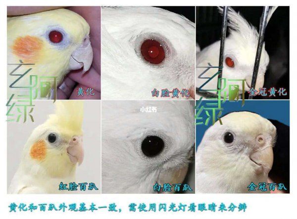 玄凤鹦鹉公母怎么区分