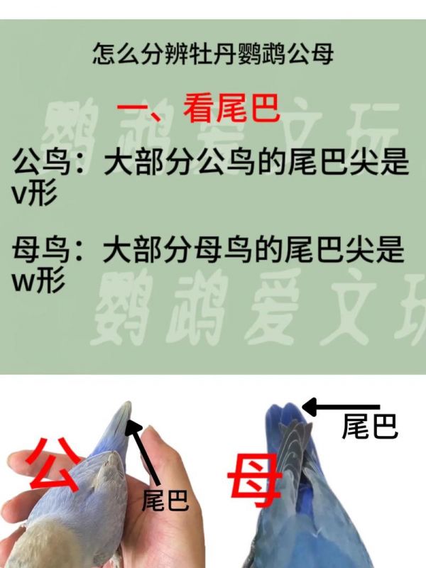 非洲鹦鹉如何分辨公母图片
