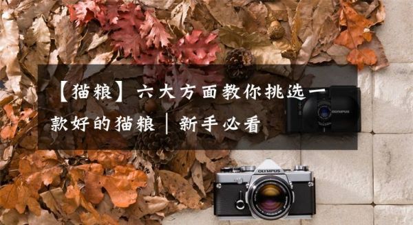 【猫粮】六大方面教你挑选一款好的猫粮｜新手必看文章配图