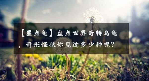 【星点龟】盘点世界奇特乌龟，奇形怪状你见过多少种呢？文章配图