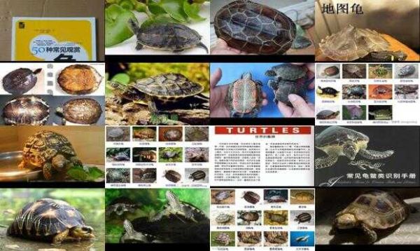50种常见观赏龟全彩图文