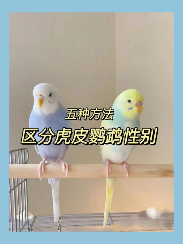 鹦鹉怎么分辨公母图片
