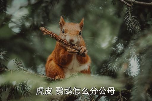 虎皮 鹦鹉怎么分公母