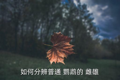 如何分辨普通 鹦鹉的 雌雄