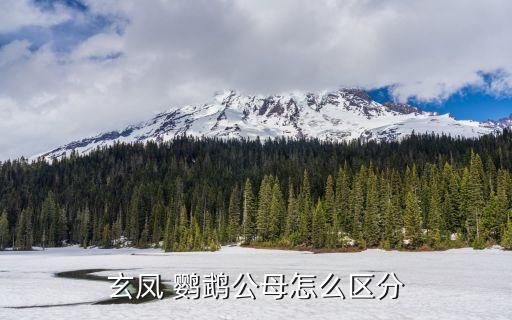 玄凤 鹦鹉公母怎么区分