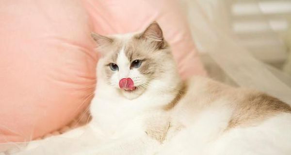 布偶猫怀孕吃什么营养品？布偶猫怀孕期间的营养补充有哪些？