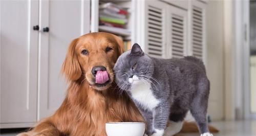 狗狗怀孕期间的饮食指南：需要补充哪些营养？