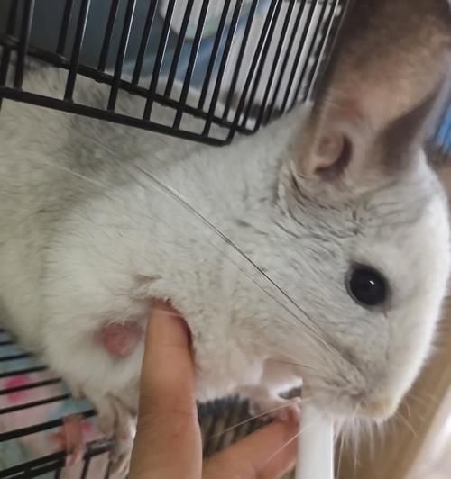 怀孕龙猫的饮食需求（怀孕期间龙猫应该吃些什么？）