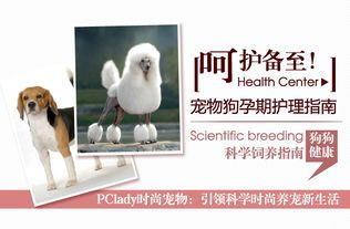 宠物怀孕,关爱有加,护理指南来啦!