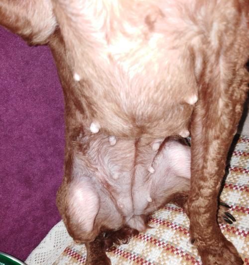 泰迪犬40天怀孕期间的饮食指南（泰迪犬怀孕期间的营养需求及饮食建议）