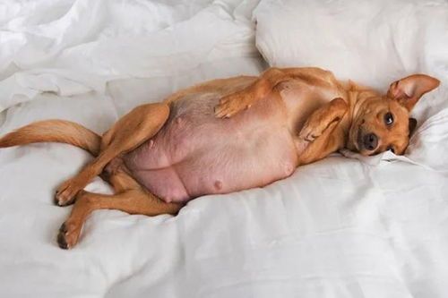 宠物怀孕期养护指南