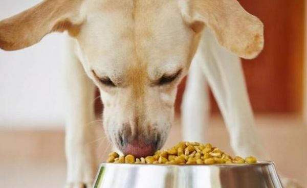 小狗怀孕期间食欲不振的原因与应对（宠物怀孕期间的营养需求与建议）