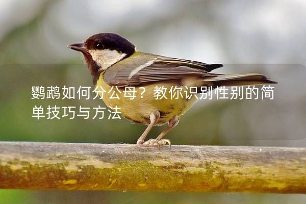鹦鹉如何分公母？教你识别性别的简单技巧与方法