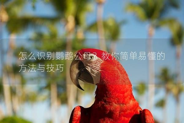 怎么识别鹦鹉公母？教你简单易懂的方法与技巧