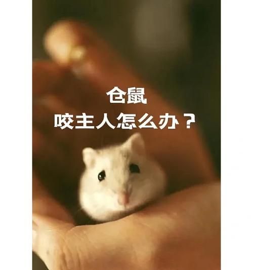 仓鼠打架的原因及如何避免（探究仓鼠打架行为的原因以及提供有效的避免方法）