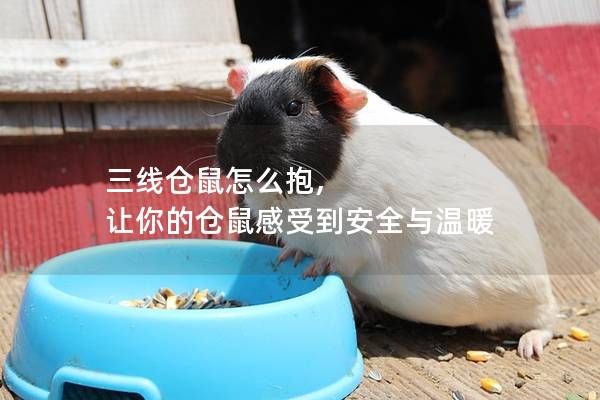 三线仓鼠怎么抱, 让你的仓鼠感受到安全与温暖