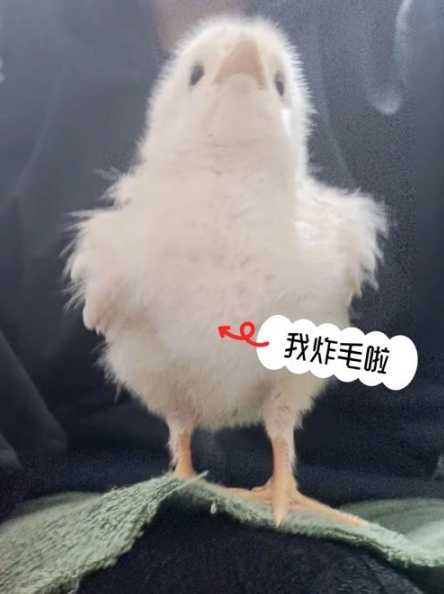 宠物小鸡怎么养？养成攻略全解析！-第1张图片-5440游戏网