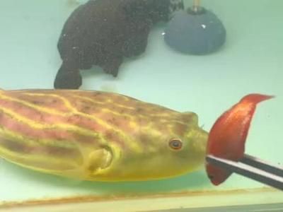 红圆点狗头鱼食物选择指南（狗头鱼营养需求，观赏鱼饲料选择技巧，狗头鱼喂食频率指南）