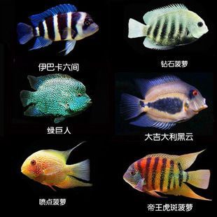 喷点菠萝鱼饲料选择指南