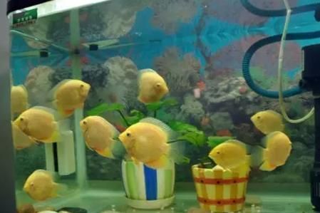 喷点菠萝鱼饲料选择指南