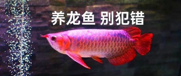 龙鱼饲料选择指南(祥龙鱼场的信誉评价)