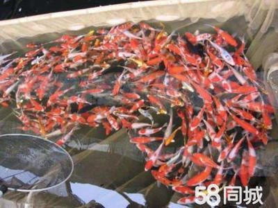 大正锦鲤鱼饲料选择指南（大正锦鲤不同阶段饲料选择，自制大正锦鲤饲料的食谱）