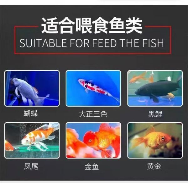大正锦鲤鱼饲料选择指南（大正锦鲤不同阶段饲料选择，自制大正锦鲤饲料的食谱）