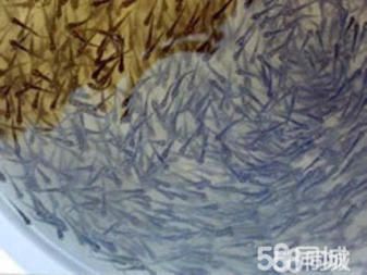大正锦鲤鱼饲料选择指南（大正锦鲤不同阶段饲料选择，自制大正锦鲤饲料的食谱）