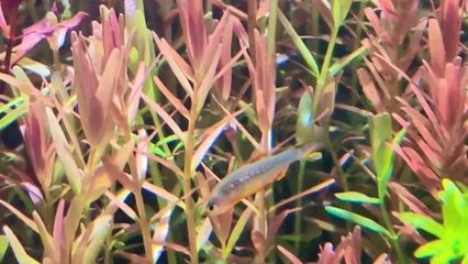 帝王血钻繁殖期活饵选择指南（帝王血钻繁殖期水质管理技巧）