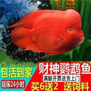 红尾平克鱼繁殖期饲料选择指南,红尾平克鱼繁殖期饲料自制方法（红尾平克鱼繁殖期饲料品牌推荐,红尾平克鱼繁殖期饲料自制方法）