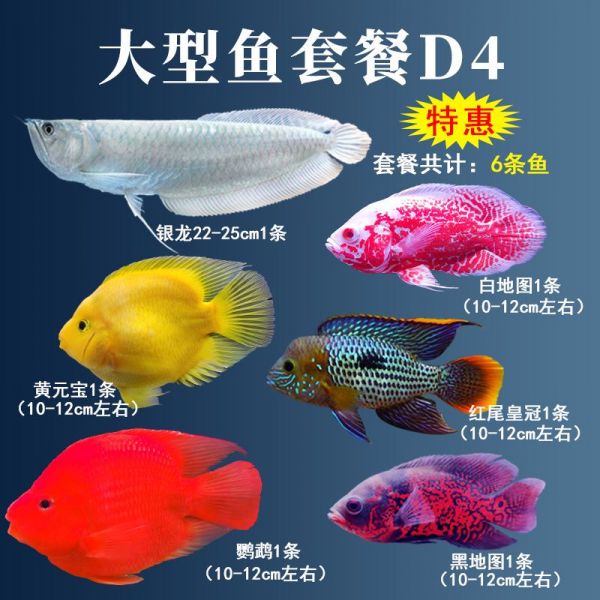 红尾平克鱼繁殖期饲料选择指南,红尾平克鱼繁殖期饲料自制方法（红尾平克鱼繁殖期饲料品牌推荐,红尾平克鱼繁殖期饲料自制方法）