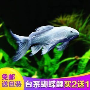 蝴蝶鲤鱼苗繁殖用具选择指南（蝴蝶鲤繁殖容器布置）