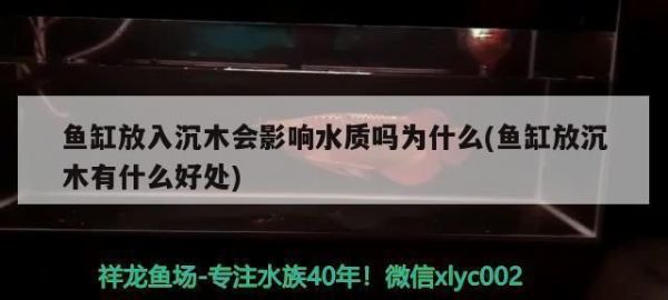 印尼三纹虎混养缸水质管理技巧，印尼三纹虎混养缸水草选择指南（印尼三纹虎混养缸水质管理技巧）