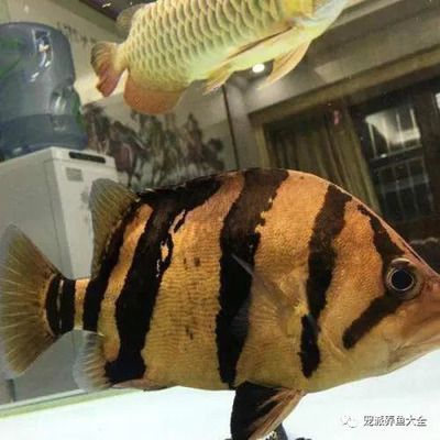 印尼三纹虎混养缸水质管理技巧，印尼三纹虎混养缸水草选择指南（印尼三纹虎混养缸水质管理技巧）