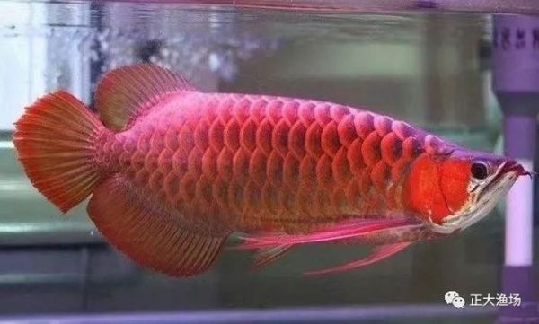 印尼三纹虎混养缸水质管理技巧，印尼三纹虎混养缸水草选择指南（印尼三纹虎混养缸水质管理技巧）