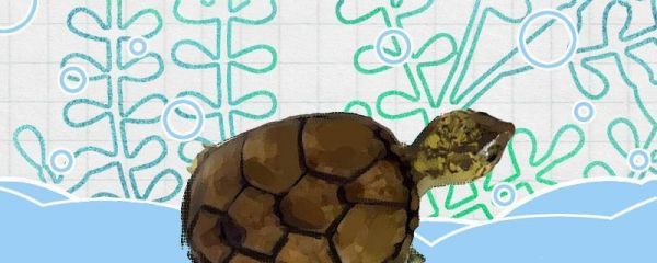 印尼三纹虎混养缸水质管理技巧，印尼三纹虎混养缸水草选择指南（印尼三纹虎混养缸水质管理技巧）
