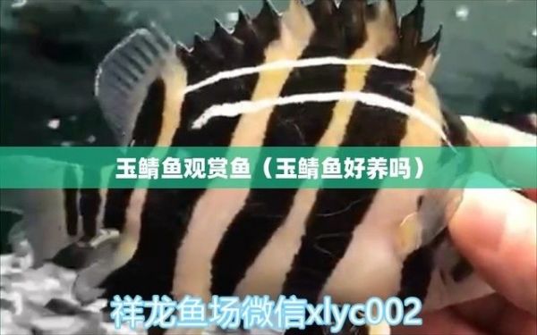 玉鲭鱼混养饲料选择指南（玉鲭鱼幼鱼饲料选择技巧混养环境水质管理方法）
