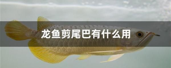 鸭嘴鲨鱼混养适宜伙伴选择（彩虹鲨与红绿灯混养指南彩虹鲨与红绿灯混养指南）