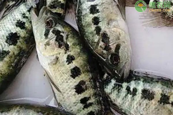 鸭嘴鲨鱼混养适宜伙伴选择（彩虹鲨与红绿灯混养指南彩虹鲨与红绿灯混养指南）