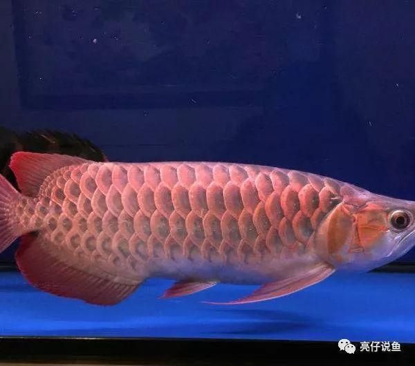 龙鱼价格排名前十的品种有哪些（血红龙鱼与金龙鱼区别，红龙鱼与金龙鱼区别,星点龙鱼选购指南）