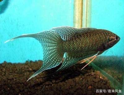 龙鱼价格排名前十的品种有哪些（血红龙鱼与金龙鱼区别，红龙鱼与金龙鱼区别,星点龙鱼选购指南）