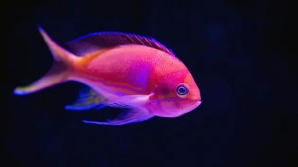 新手如何挑选鱼粮？片状和丸状鱼粮哪种更适合？
