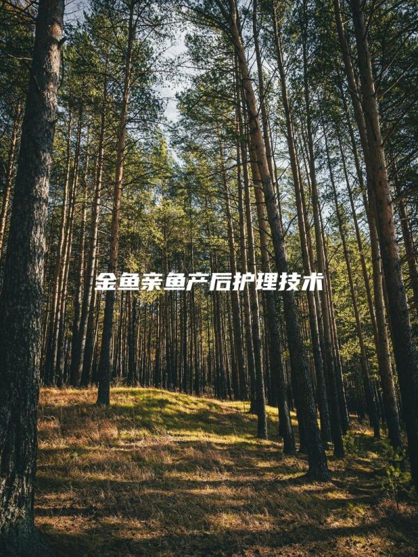 金鱼亲鱼产后护理技术