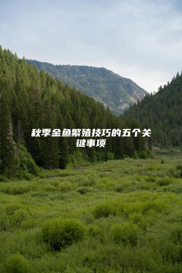 秋季金鱼繁殖技巧的五个关键事项