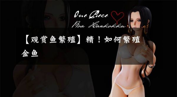 【观赏鱼繁殖】精！如何繁殖金鱼文章配图