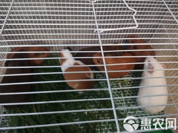 禽畜用饲料 黑豚饲料豚鼠饲料荷兰猪专用饲料