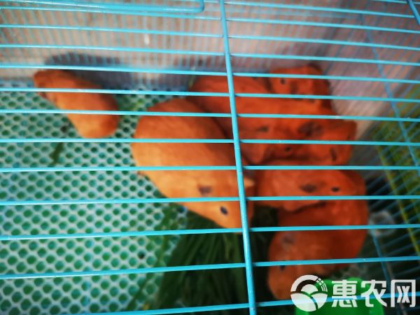 禽畜用饲料 黑豚饲料豚鼠饲料荷兰猪专用饲料