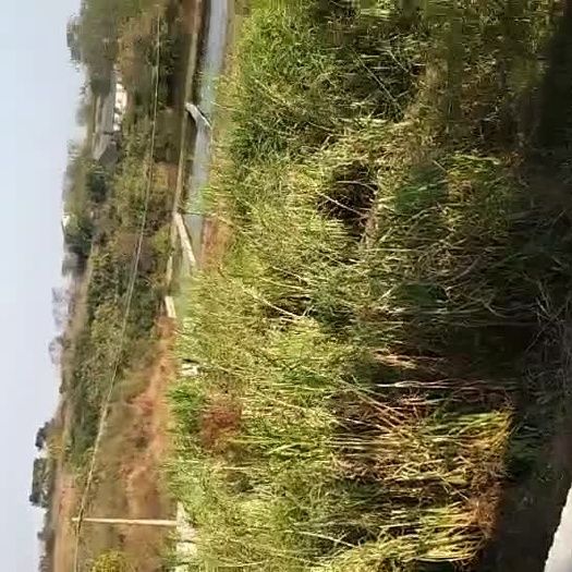 皇竹草 
