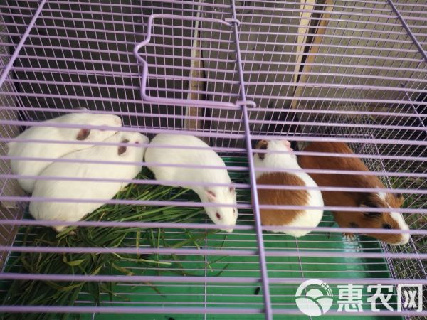 禽畜用饲料 黑豚饲料豚鼠饲料荷兰猪专用饲料