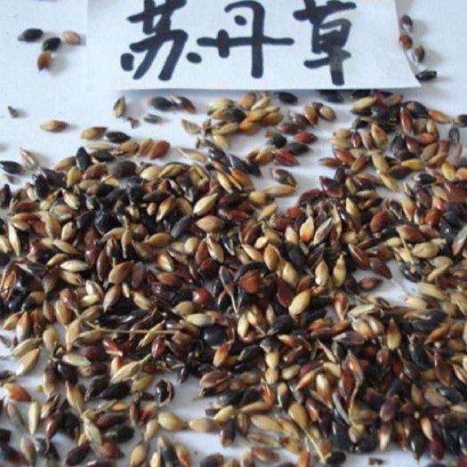苏丹草籽